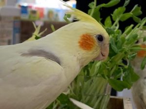 オカメインコ　シナモンヘビーパイド