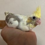 オカメインコPFシルバーっぽいパイド