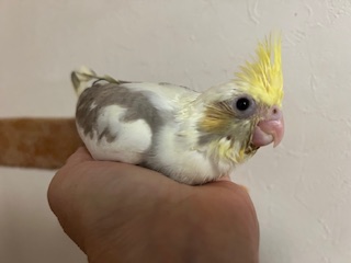 オカメインコPFシルバーっぽいパイド