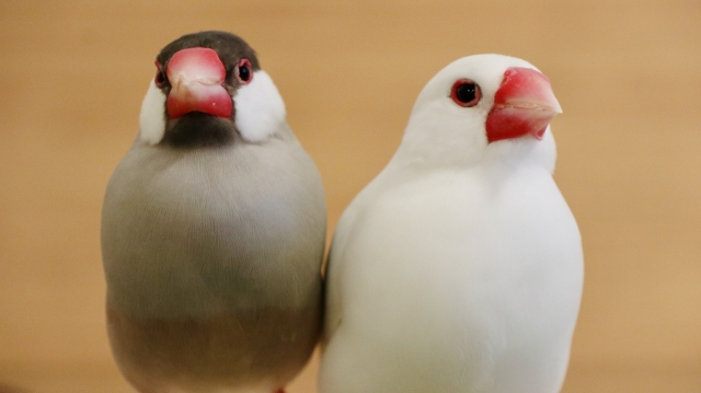 お迎え募集中の文鳥さん